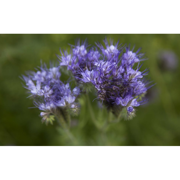 Bitinė Facelija 10 kg