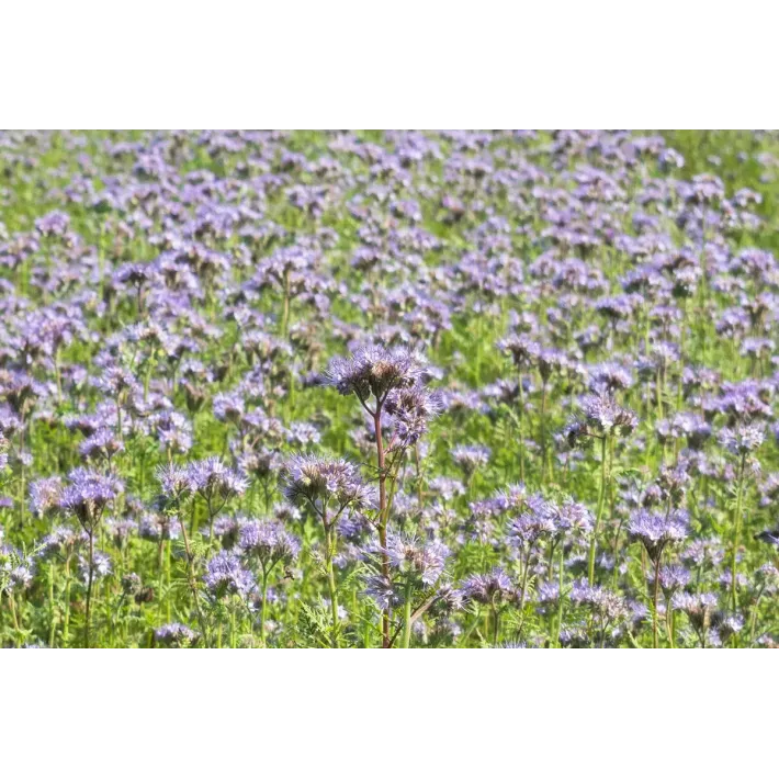 Bitinė Facelija 10 kg