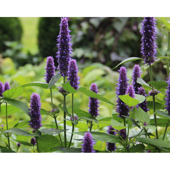 Anyžinis lofantas 100 gr