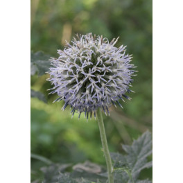 Bandrenis apskritagalvis 500gr (Echinops sphaerocephalus)