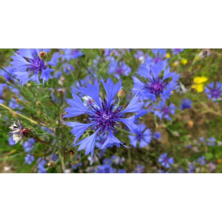 Rugiagėlė vienametė 100g